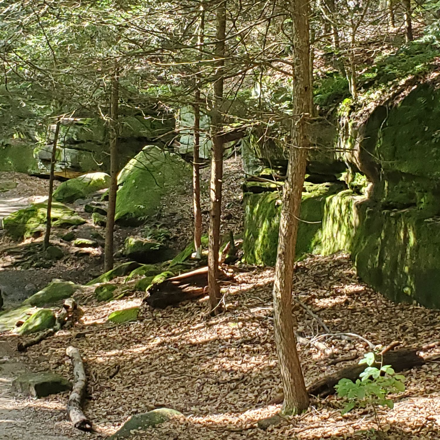 Ledges and Pine Grove Trails 